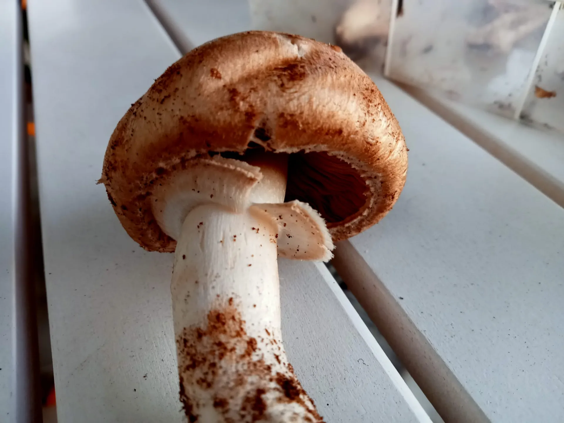 Agaricus depauperatus(7)